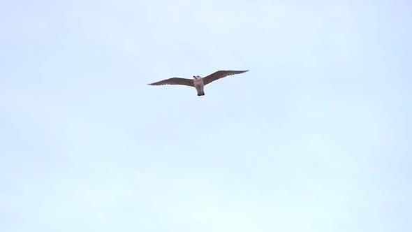 Seagull