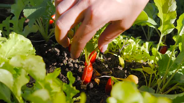 A Woman Hand Pulls Out a Red Radish From the Garden