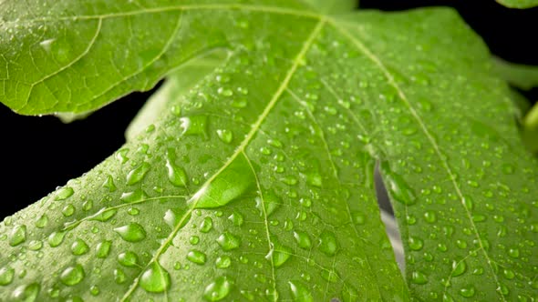 Green Leaves with Drops of Dew or Moisture on an Isolated Black Background