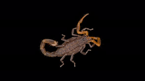 Parthenogenetic Scorpion Lychas Tricarinatus, Family Buthidae, Distributed in India