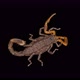Parthenogenetic Scorpion Lychas Tricarinatus, Family Buthidae, Distributed in India - VideoHive Item for Sale