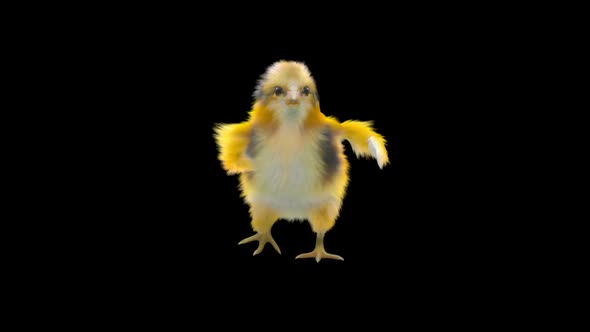 08 Baby Chicks Dancing HD