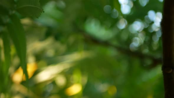 A Detailed Shot of a Dense Forest of Sumac with Rich Green Foliage