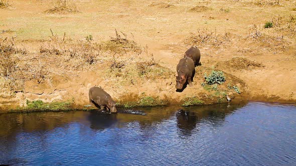 Hippopotamus in Kruger National park, South Africa