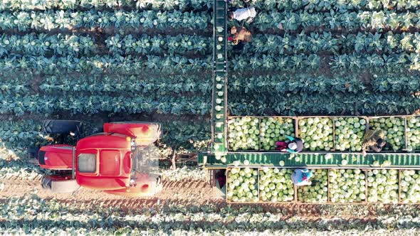 Top View of Cabbage Getting Sorted By a Group of Farmers