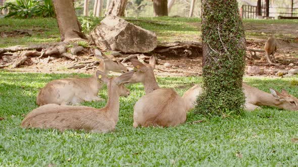 Herd of Young Deers Lying on the Grass Ground with Monkeys in a Public Park