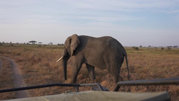 Wild African elephant crossing the road near the safari car during the golden hour. Game drive in Se