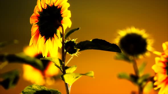 Big Beautiful Sunflowers at Sunset