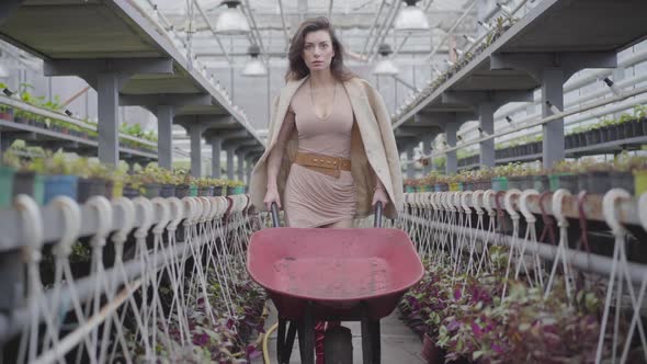 Elegant Caucasian Brunette Woman in Beige Dress and Jacket Pulling Cart in Greenhouse. Young Lady