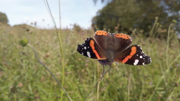 Red Admiral butterfly feeding on Devil's-bit scabious in wildflower meadow