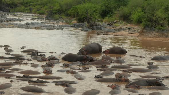 Hippos in a lake in Serengeti National Park Tanzania - 4K