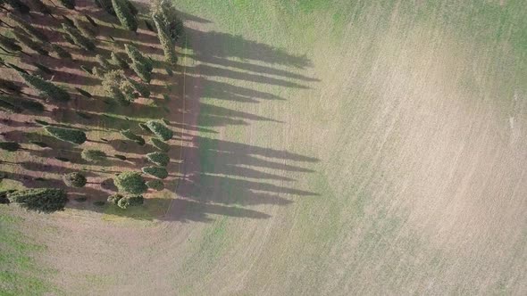 Cypress Trees in val d'Orcia, Tuscany, Italy