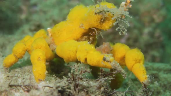 A yellow Decorator Crab Hyastenus elatus  using soft coral sponges to camouflage its shell