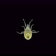 Mite of the Order Mesostigmata Under a Microscope Class Arachnida Superorder Parasitiformes - VideoHive Item for Sale