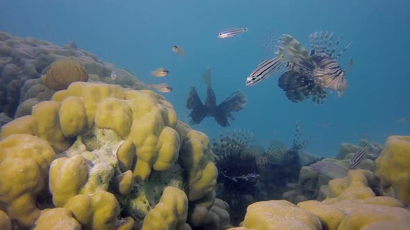 Lionfish Tropical Sea Fishes