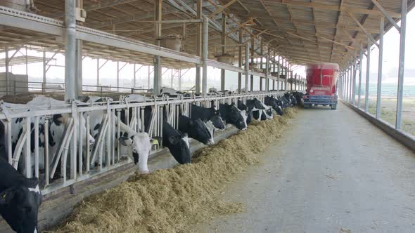 Cow feeding with a Self-propelled TMR mixer in a dairy farm