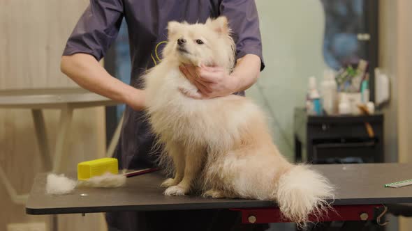 The groomer dries the dog with a hairdryer and combs.