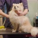 The groomer dries the dog with a hairdryer and combs. - VideoHive Item for Sale