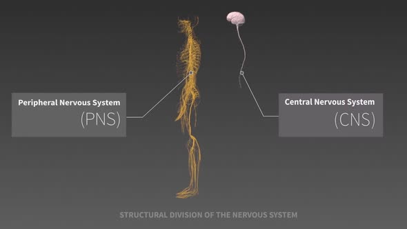 The Human nervous system 3d medical animation