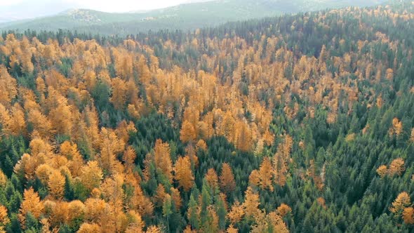 Autumn Park Yellow Wood Aerial Pine Tree Sunset Sun Travel