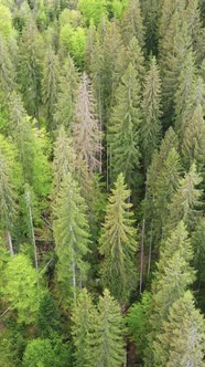 Aerial View of Trees in the Forest