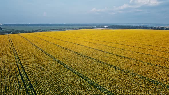 Aerial View of the Sunflowers Field