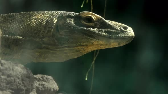 Close-up of a beautiful komodo outlined by sunlight from a green background.