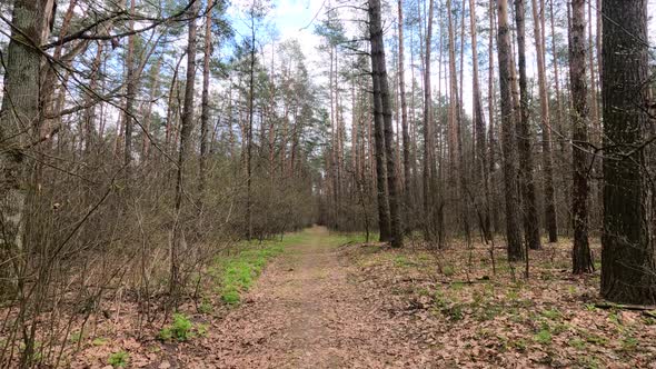 Small Road in the Forest During the Day