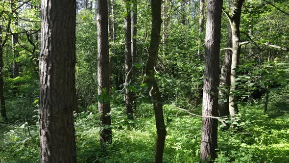 Beautiful Green Forest on a Summer Day Slow Motion