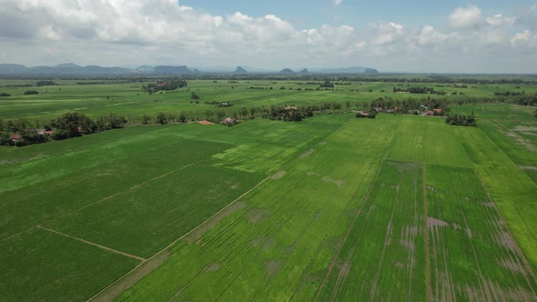 The Paddy Rice Fields of Kedah and Perlis, Malaysia