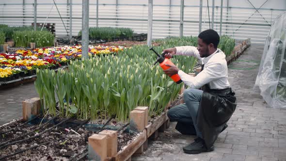 African American Florist Wotk at Tulip Indoor Plantation