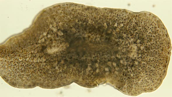 Black Sea Plankton and Zooplankton Under a Microscope, Marine Flatworm From the Order Polycladida