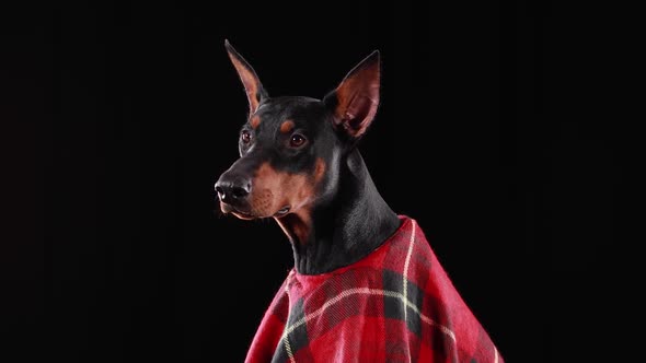 Profile Portrait of a Dark Brown Doberman Pinscher Wearing a Red Plaid Blanket