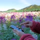 Young woman typing on smartphone in park, slowmotion shot - VideoHive Item for Sale