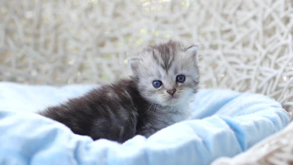 Close Up Of Scottish Kitten Playing On Bed