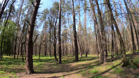 Walking Through the Forest with Pine Trees During the Day POV Slow Motion