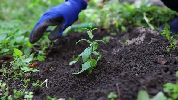 Cleaning Garden From a Weed