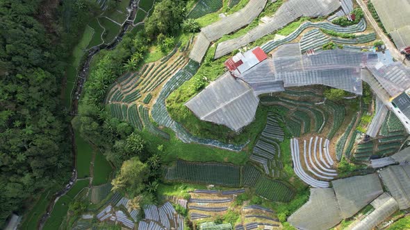 Cameron Highlands, Pahang Malaysia