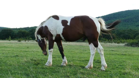 Beautiful White Brown Horse