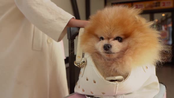 Happy Cute Dog Travels on Horseback on a Suitcase