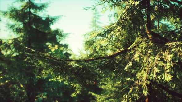 Green Cone Trees in Bright Sun Light