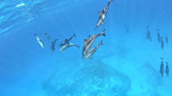 Cute dolphins swimming in group below the diver.