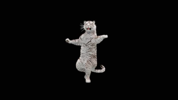 White Tiger Dancing HD