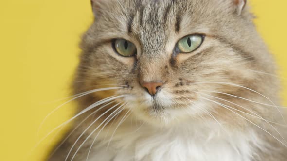 Cute cat lying on studio background, fluffy Siberian cat, concept of pets