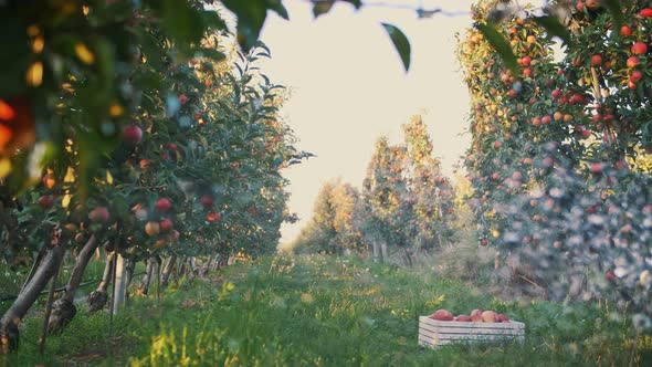 Apple Garden