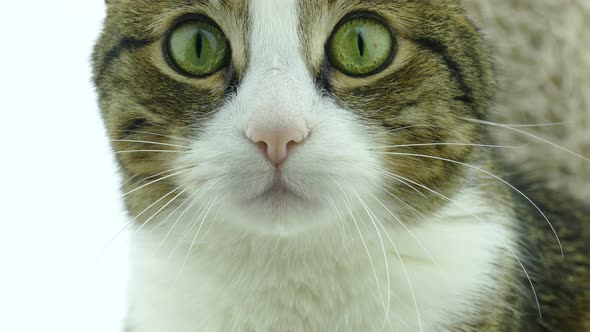 Portrait of a cat with big surprised eyes looking at the camera.