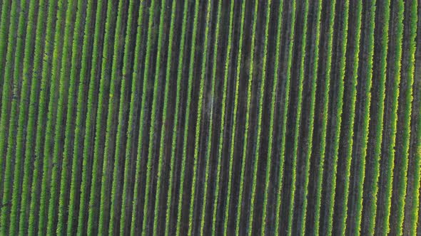 Rows of vineyards agriculture cultivation field aerial view in Langhe, Piedmont