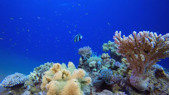 Underwater Beautiful Coral Fish Garden