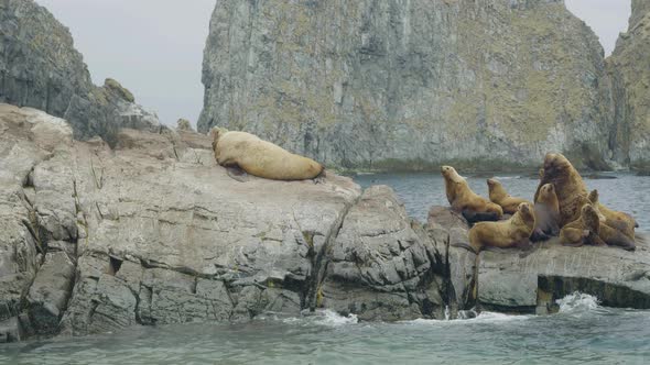 Sea Lions Family Sitting on Rocky Cliff. Wildlife and Animal of Northern Seas