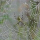 2021.08.12_1 Spider-wasp. Spider and spider web in dew in heavy fog at dawn - VideoHive Item for Sale